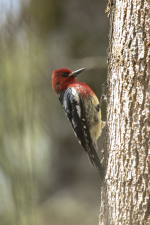 D07RedBreastedSapsuckerMale2C2A8203.png D07RedBreastedSapsuckerMale2C2A8203.png