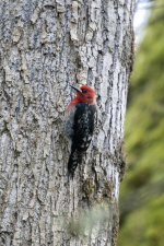D08RedBreastedSapsucker2C2A9107.png