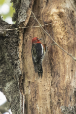 D09RedBreastedSapsuckerMale2C2A9690.png D09RedBreastedSapsuckerMale2C2A9690.png