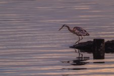 Heron Fishing2.jpg