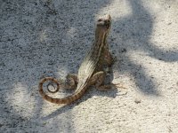 IMG_5493.JPG