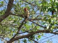 IMG_5424.JPG