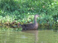 IMG_5531.JPG