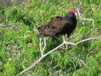 IMG_5556.JPG