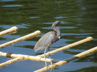 IMG_5535.JPG
