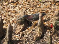 IMG_5599.JPG
