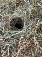 IMG_1574.jpeg