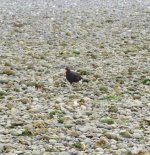 IMG_6847.jpeg