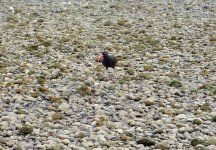 IMG_6849.jpeg