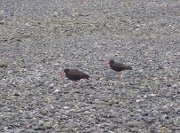 IMG_6895.jpeg