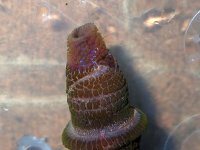 AbarenicolaHead_6061415.jpg