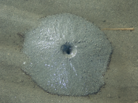 LugWormFecalMound5120014.png