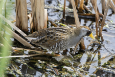 A01Sora2C2A0715.png