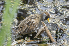 A02Sora2C2A0699.png