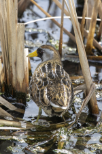 A03Sora2C2A0703.png