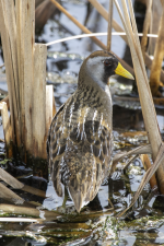 A04Sora2C2A0706.png