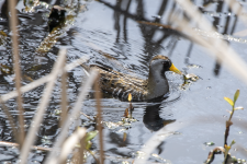 A05Sora2C2A0618.png