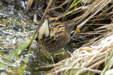 A06Sora2C2A0667.png