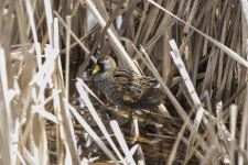 A07Sora2C2A0749.png