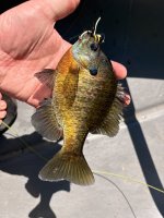 IMG_1108.jpeg