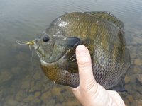 big gill 2.JPG