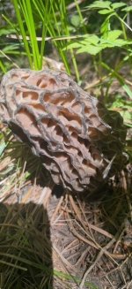 morel.jpg