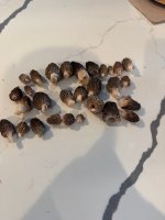 Mushroom3.jpg