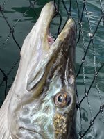 IMG_4275.jpeg