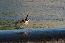 0062-BY-Wildlife-051926.jpg 0062-BY-Wildlife-051926.jpg