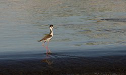 0033-BY-Wildlife-051926.jpg 0033-BY-Wildlife-051926.jpg
