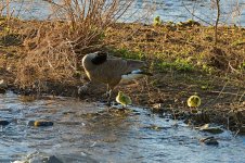 0013-BY-Wildlife-050126.jpg 0013-BY-Wildlife-050126.jpg