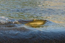 0095-BY-Wildlife-051926.jpg 0095-BY-Wildlife-051926.jpg