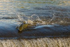 0124-BY-Wildlife-051926.jpg 0124-BY-Wildlife-051926.jpg