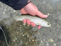 IMG_4870.jpeg IMG_4870.jpeg