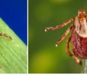 Ticks more prevalent in Washington this year, state says ... Ticks more prevalent in Washington this year, state says ...