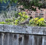 IMG_7065.jpeg