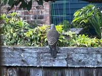 IMG_7071.jpeg