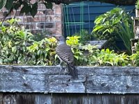 IMG_7072.jpeg