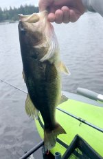 IMG_3036.jpeg