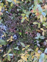 2021 Meadow (8).JPG 2021 Meadow (8).JPG
