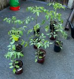 IMG_7092.jpeg