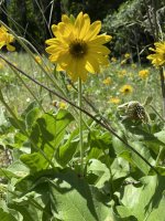 IMG_5874.jpeg