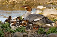 0008-BY-Birds-052026.jpg 0008-BY-Birds-052026.jpg