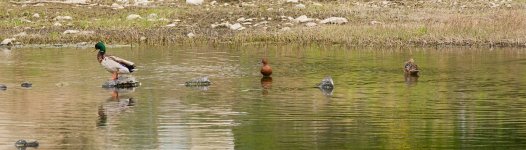 0054-BY-Birds-052826-2.jpg 0054-BY-Birds-052826-2.jpg