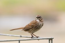 0061-BY-Birds-052826.jpg 0061-BY-Birds-052826.jpg