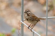 0074-BY-Birds-052826-2.jpg 0074-BY-Birds-052826-2.jpg
