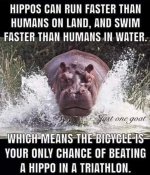 Hippo.jpg