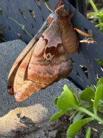 IMG_4139.jpeg
