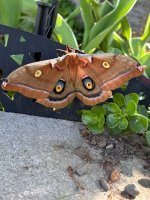 IMG_4142.jpeg