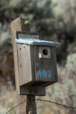 B01BluebirdNestBox2C2A2279.png B01BluebirdNestBox2C2A2279.png